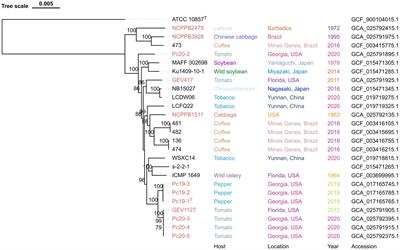 Characterization of Pseudomonas capsici strains from pepper and tomato